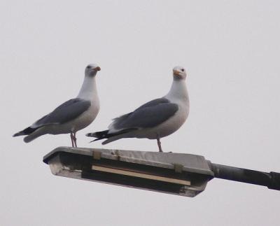 Zilvermeeuwen